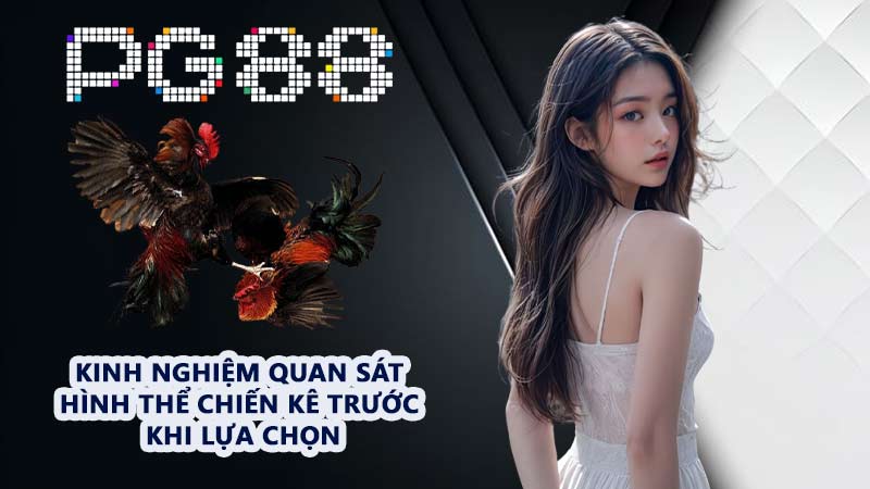 Top 5 Tướng Gà - Trải Nghiệm Các Giống Chiến Kê Hàng Đầu - tivon.pro